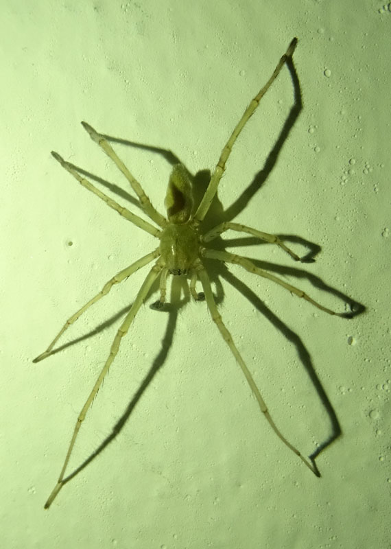 Maschio di Cheiracanthium sp. - Pomarolo (TN)